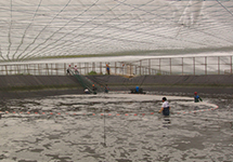 西森投入式液位變送器 專業為您解決現場煩惱